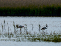 Flamenco comun - Phoenicopterus roseus - Flamenc comu