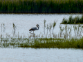 Flamenco comun - Phoenicopterus roseus - Flamenc comu