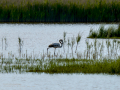 Flamenco comun - Phoenicopterus roseus - Flamenc comu
