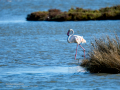Flamenco comun - Phoenicopterus roseus - Flamenc comu