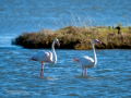 Flamenco comun - Phoenicopterus roseus - Flamenc comu