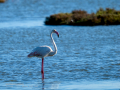 Flamenco comun - Phoenicopterus roseus - Flamenc comu