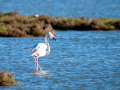 Flamenco comun - Phoenicopterus roseus - Flamenc comu