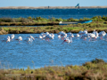Flamenco comun - Phoenicopterus roseus - Flamenc comu