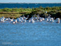 Flamenco comun - Phoenicopterus roseus - Flamenc comu
