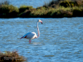 Flamenco comun - Phoenicopterus roseus - Flamenc comu