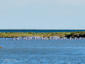 Flamenco comun - Phoenicopterus roseus - Flamenc comu