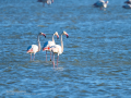 Flamenco comun - Phoenicopterus roseus - Flamenc comu