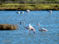 Flamenco comun - Phoenicopterus roseus - Flamenc comu