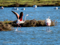 Flamenco comun - Phoenicopterus roseus - Flamenc comu