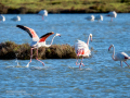 Flamenco comun - Phoenicopterus roseus - Flamenc comu
