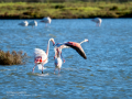 Flamenco comun - Phoenicopterus roseus - Flamenc comu