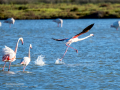 Flamenco comun - Phoenicopterus roseus - Flamenc comu