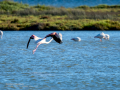 Flamenco comun - Phoenicopterus roseus - Flamenc comu