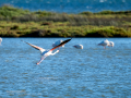 Flamenco comun - Phoenicopterus roseus - Flamenc comu
