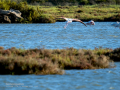Flamenco comun - Phoenicopterus roseus - Flamenc comu