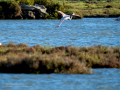 Flamenco comun - Phoenicopterus roseus - Flamenc comu