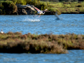 Flamenco comun - Phoenicopterus roseus - Flamenc comu