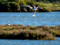 Flamenco comun - Phoenicopterus roseus - Flamenc comu