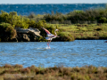 Flamenco comun - Phoenicopterus roseus - Flamenc comu