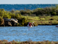 Flamenco comun - Phoenicopterus roseus - Flamenc comu
