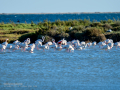 Flamenco comun - Phoenicopterus roseus - Flamenc comu