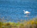 Flamenco comun - Phoenicopterus roseus - Flamenc comu