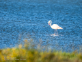 Flamenco comun - Phoenicopterus roseus - Flamenc comu