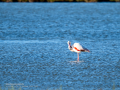 Flamenco comun - Phoenicopterus roseus - Flamenc comu