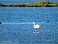 Flamenco comun - Phoenicopterus roseus - Flamenc comu