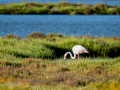 Flamenco comun - Phoenicopterus roseus - Flamenc comu