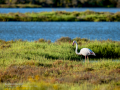 Flamenco comun - Phoenicopterus roseus - Flamenc comu