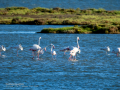 Flamenco comun - Phoenicopterus roseus - Flamenc comu