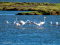Flamenco comun - Phoenicopterus roseus - Flamenc comu