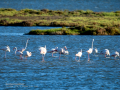 Flamenco comun - Phoenicopterus roseus - Flamenc comu