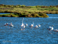 Flamenco comun - Phoenicopterus roseus - Flamenc comu