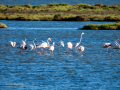Flamenco comun - Phoenicopterus roseus - Flamenc comu