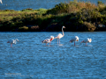 Flamenco comun - Phoenicopterus roseus - Flamenc comu