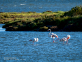 Flamenco comun - Phoenicopterus roseus - Flamenc comu