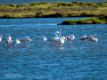 Flamenco comun - Phoenicopterus roseus - Flamenc comu
