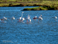 Flamenco comun - Phoenicopterus roseus - Flamenc comu