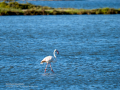 Flamenco comun - Phoenicopterus roseus - Flamenc comu