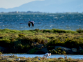 Flamenco comun - Phoenicopterus roseus - Flamenc comu