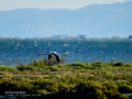 Flamenco comun - Phoenicopterus roseus - Flamenc comu