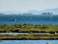 Flamenco comun - Phoenicopterus roseus - Flamenc comu