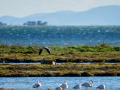Flamenco comun - Phoenicopterus roseus - Flamenc comu