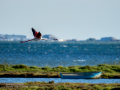 Flamenco comun - Phoenicopterus roseus - Flamenc comu