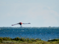 Flamenco comun - Phoenicopterus roseus - Flamenc comu