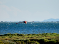 Flamenco comun - Phoenicopterus roseus - Flamenc comu