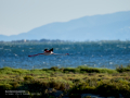 Flamenco comun - Phoenicopterus roseus - Flamenc comu